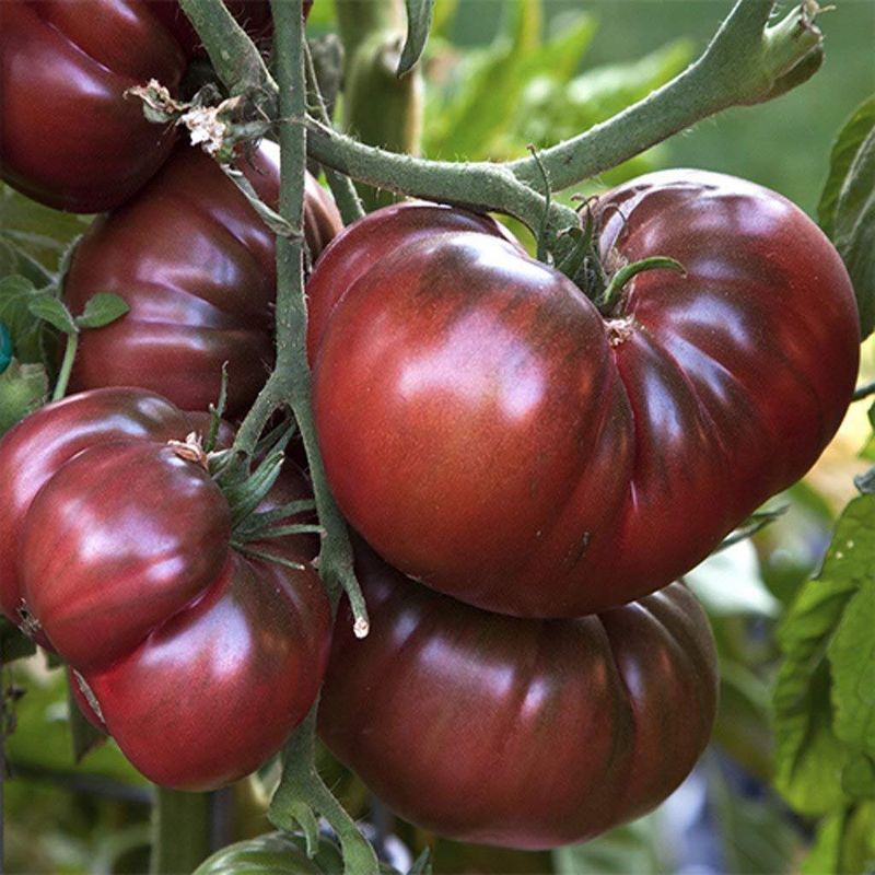 Black Krim