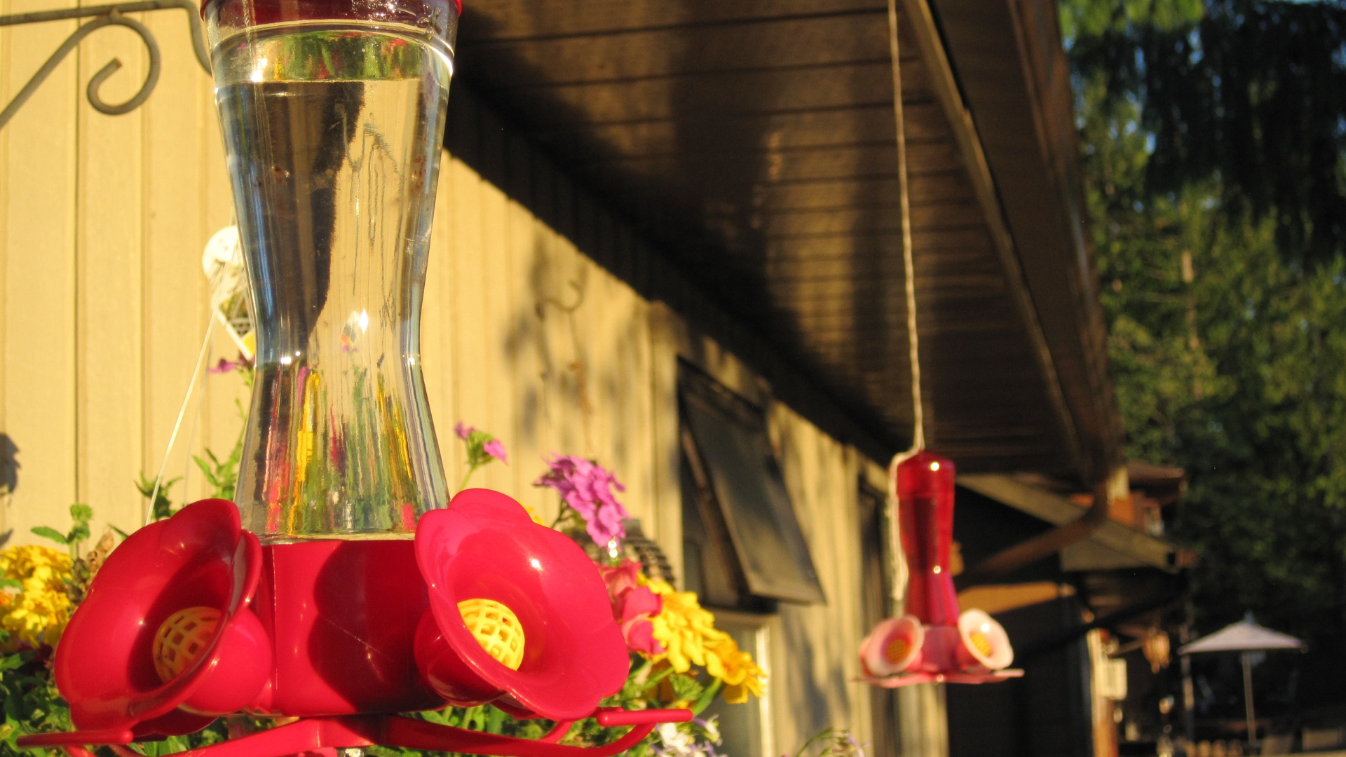 17 Tricks To Keep Ants Out Of Your Feeders (And Let The Hummingbirds Feed In Peace)