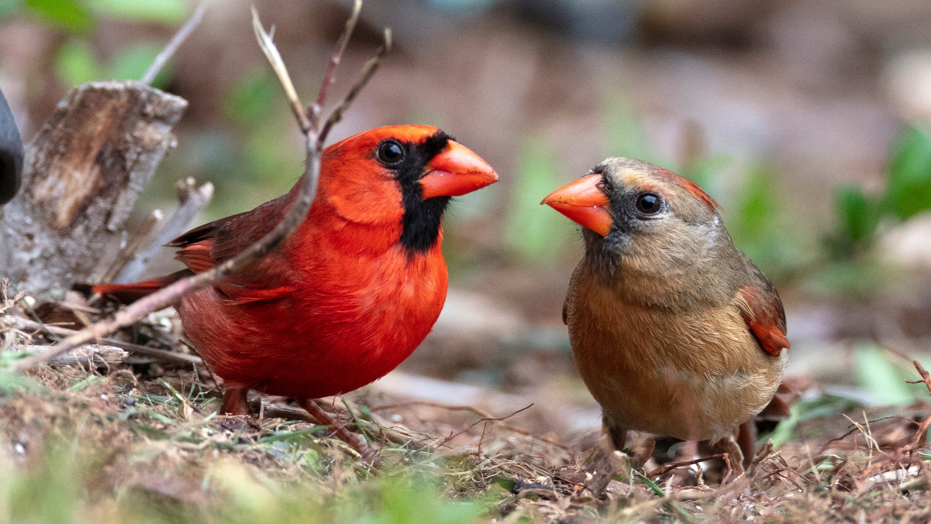17 Types Of Birds You Want And Need In Your Yard