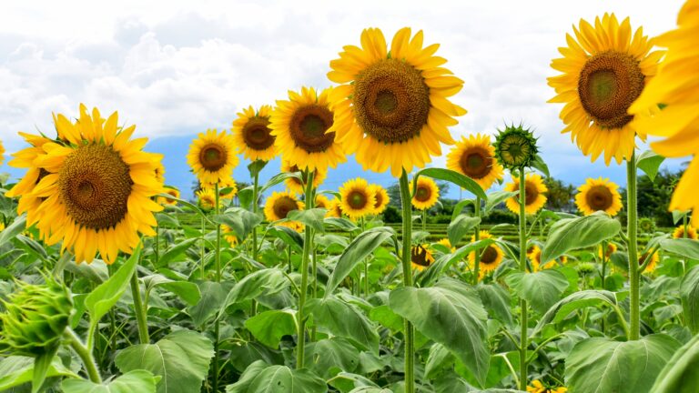sunflowers