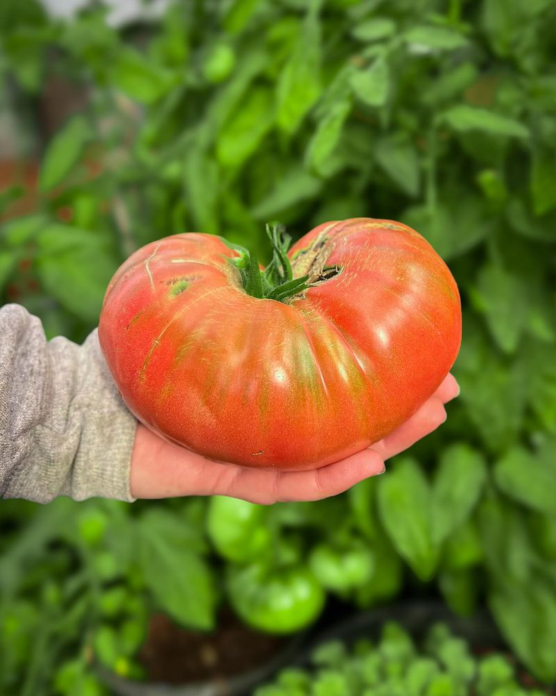 Brandywine Tomatoes