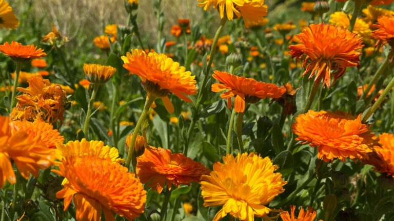 calendula garden