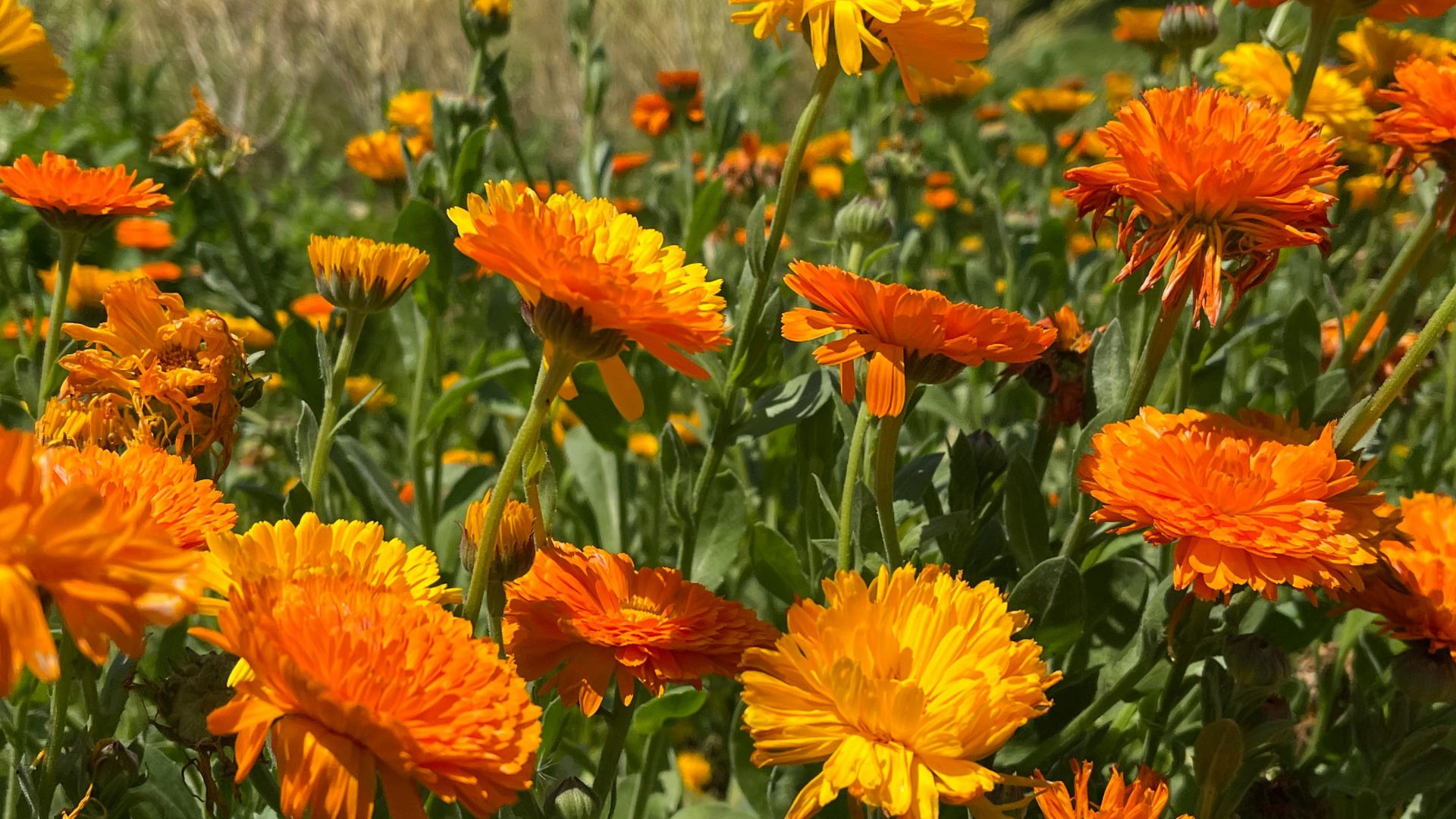 17 Warning Signs Your Calendula Garden Is Struggling (And How To Fix It Fast)