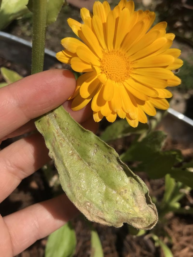 Yellowing Leaves That Shouldn't Be There