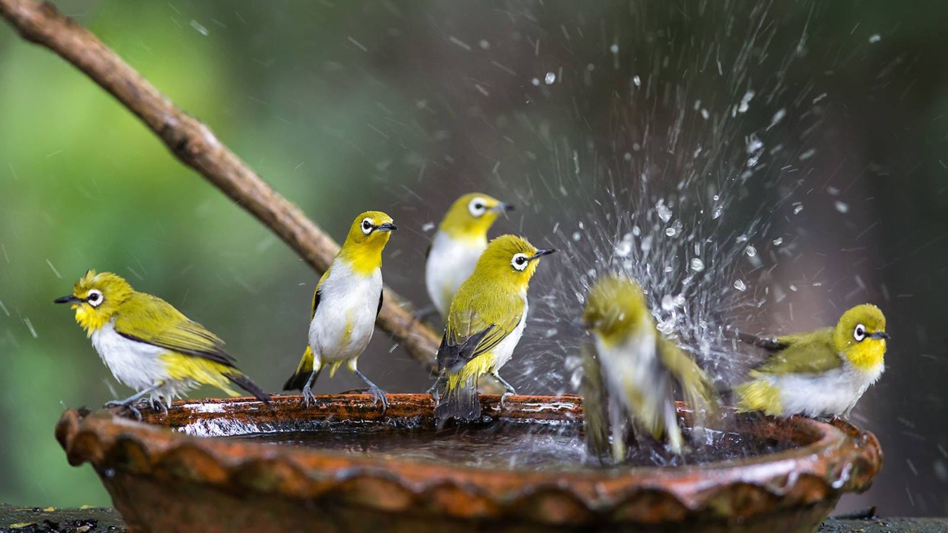 17 Yard Features That Instantly Attract Happy Birds