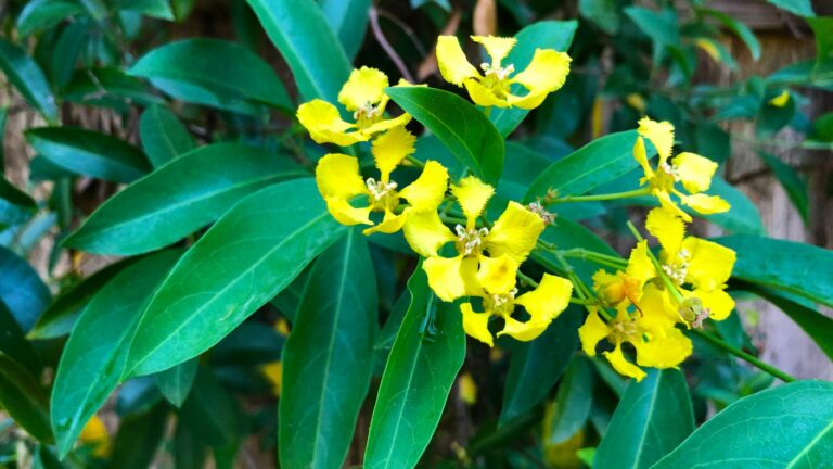 yellow butterfly vine