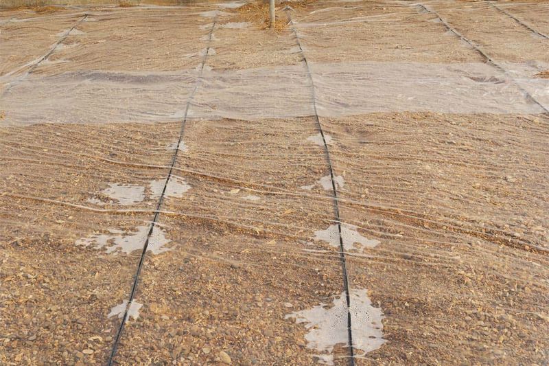 18. Soil Solarization Technique