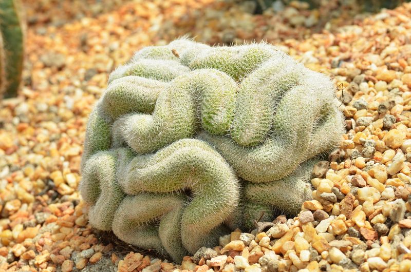 18. Brain Cactus