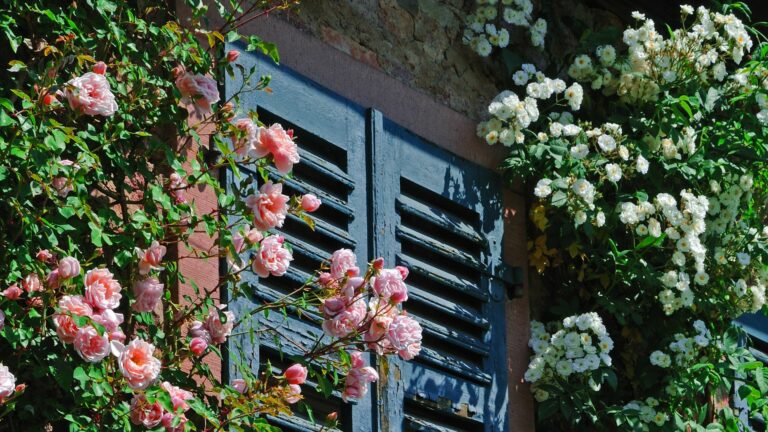 climbing roses