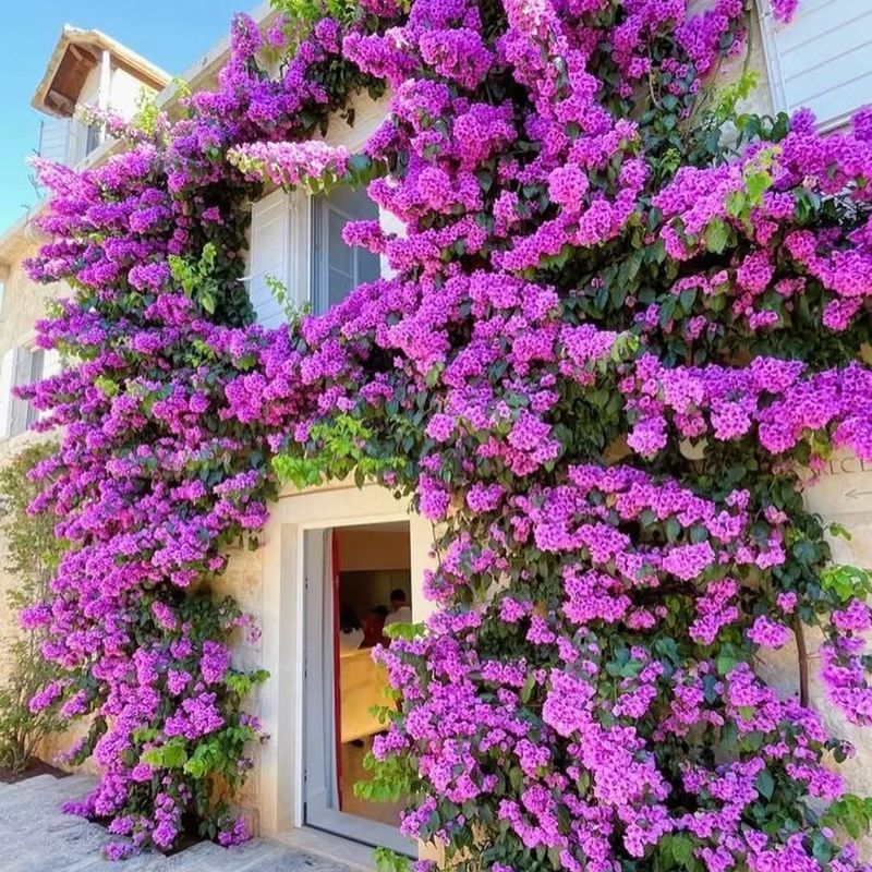 1. Bougainvillea