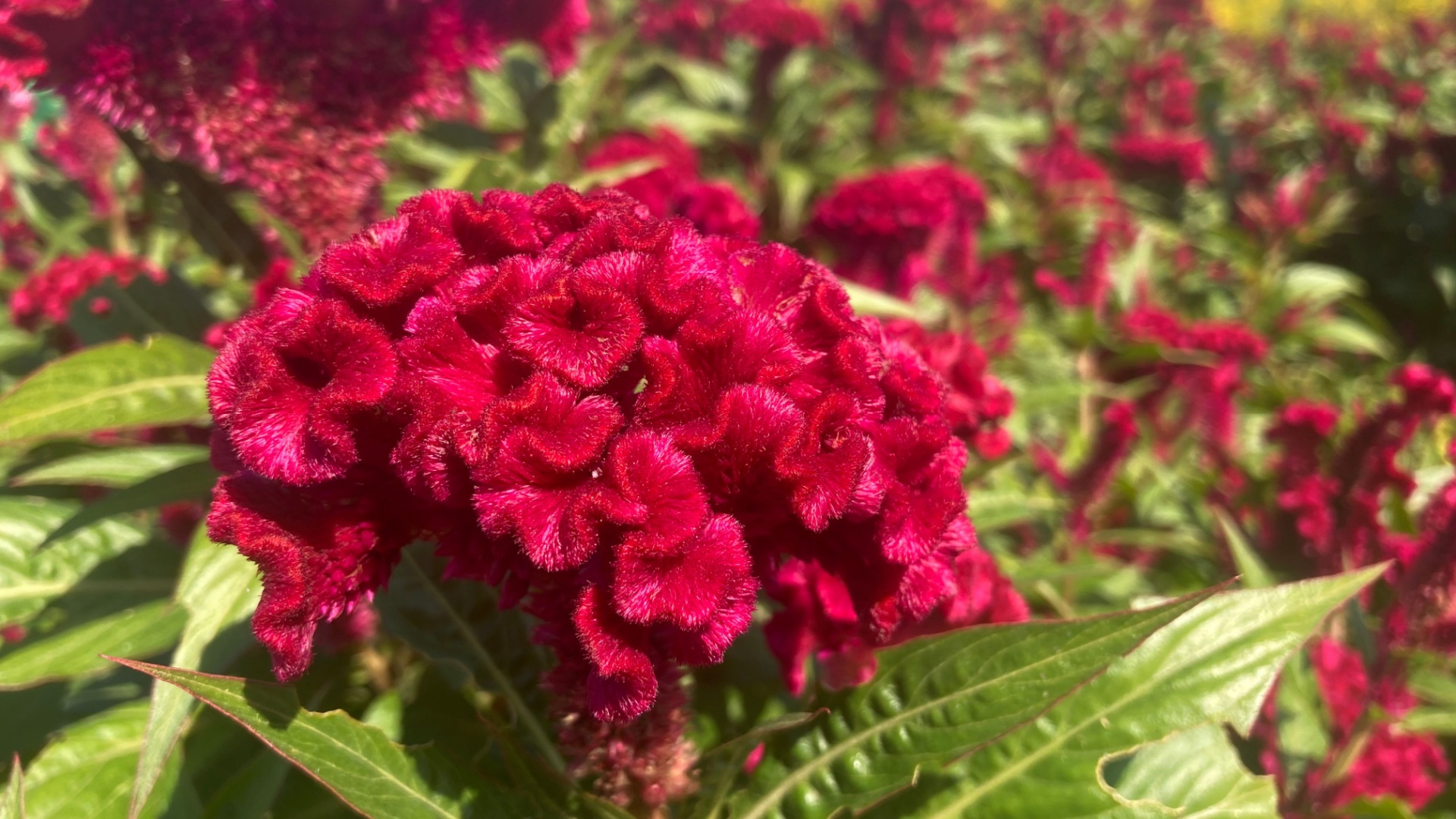 cockscomb flower