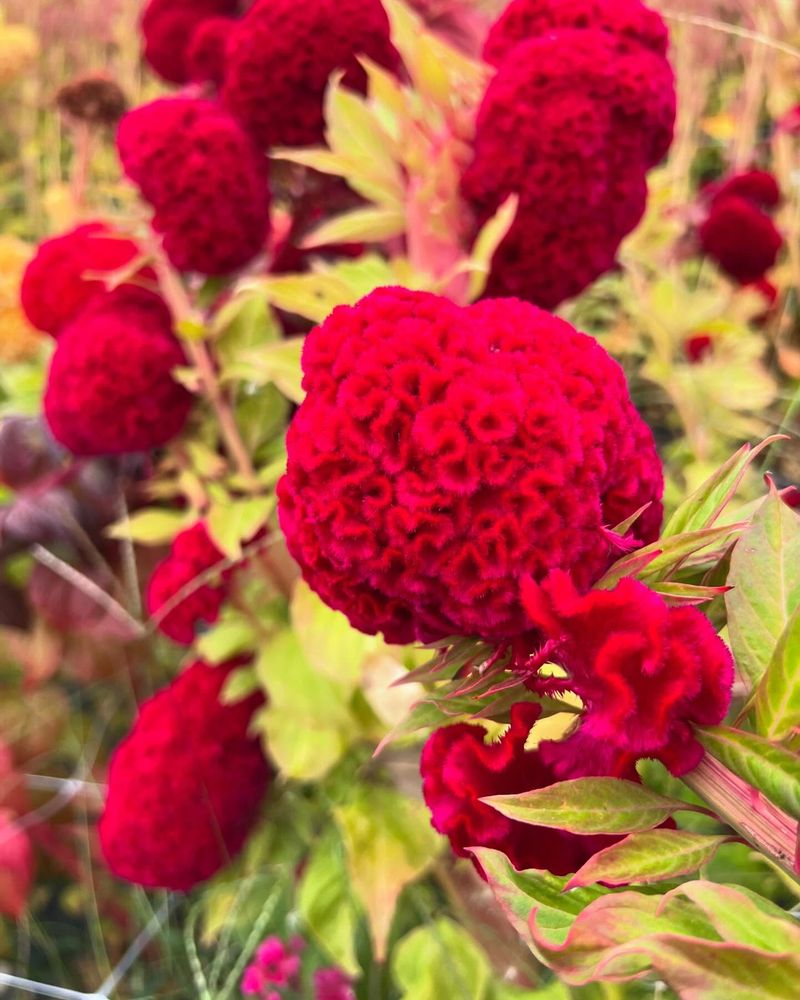 Pick the Perfect Planting Time