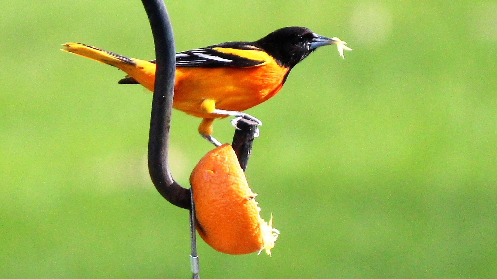 oriole feeding on an orange half