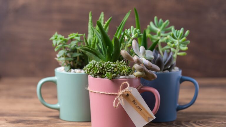 succulents in a mug