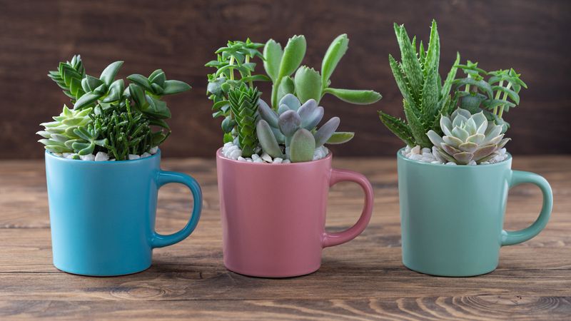 Sprightly Succulents