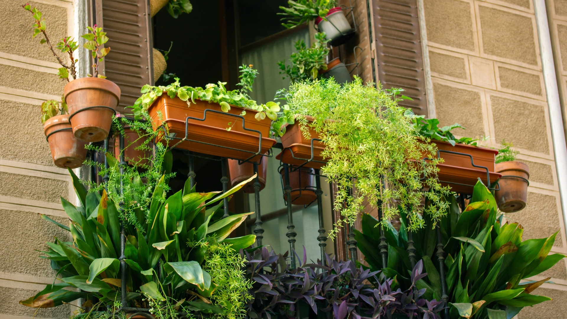 plants
