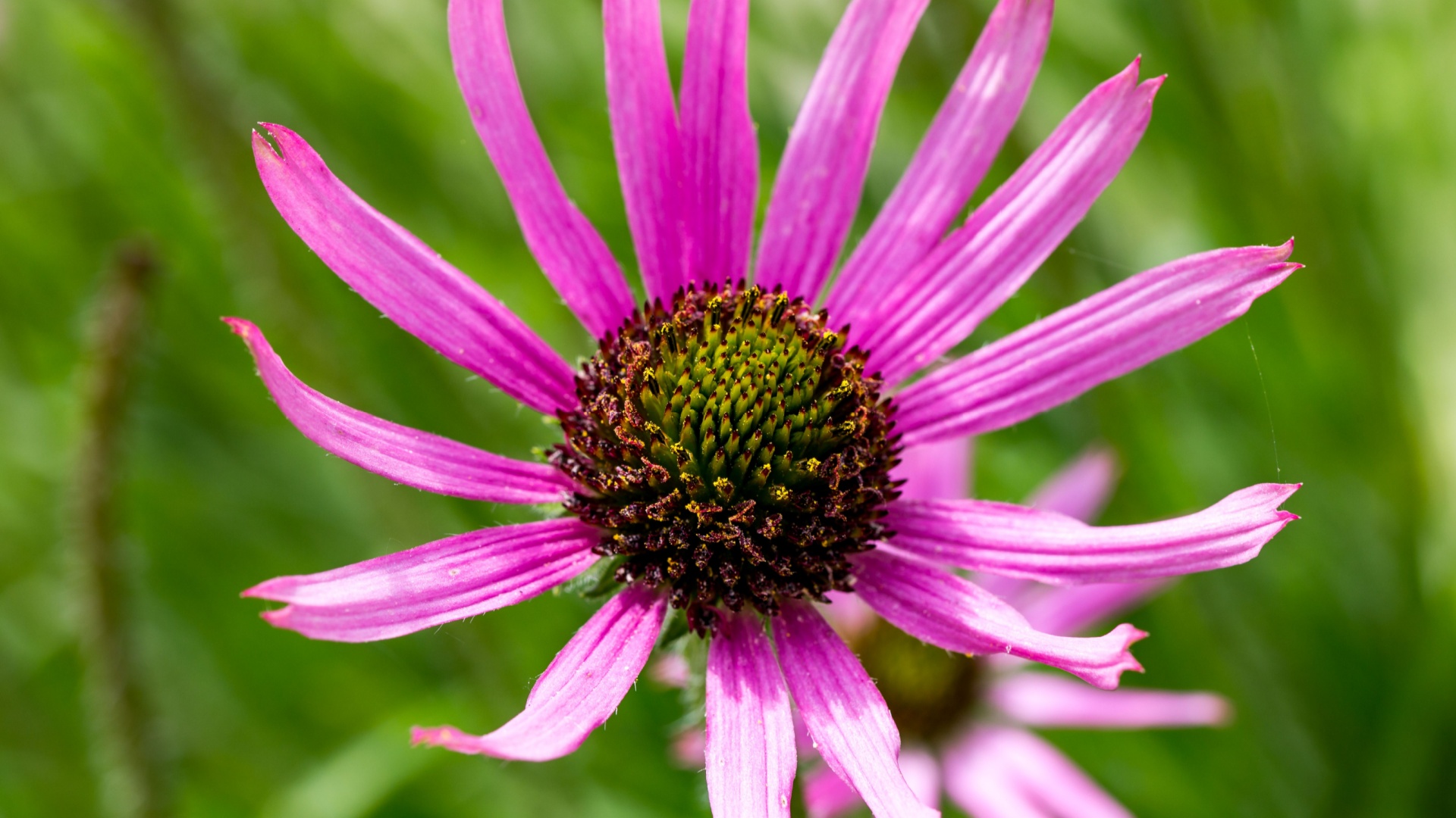Tennessee Purple Coneflower
