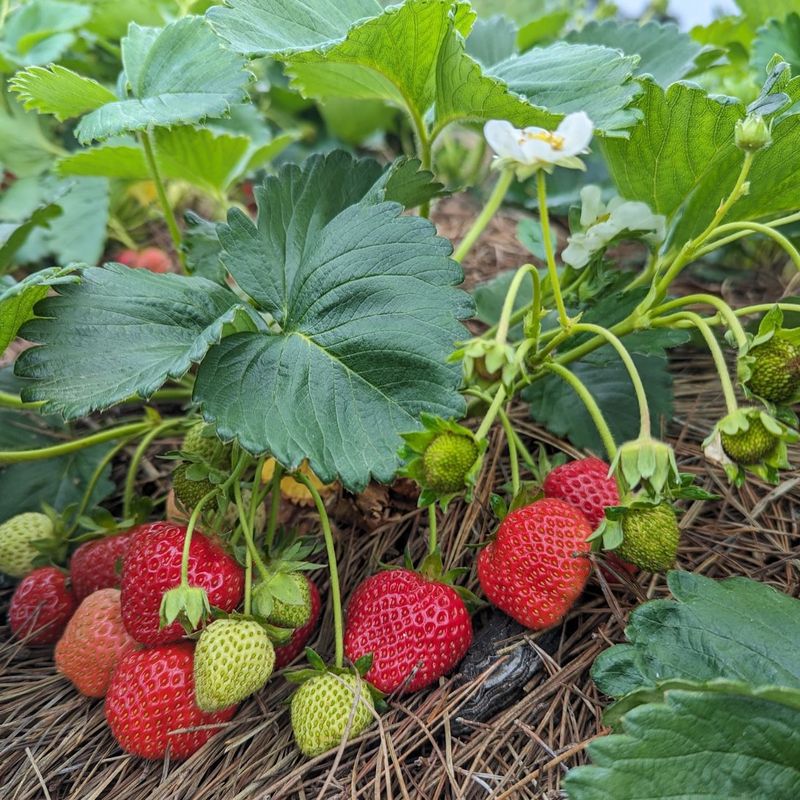 Strawberries