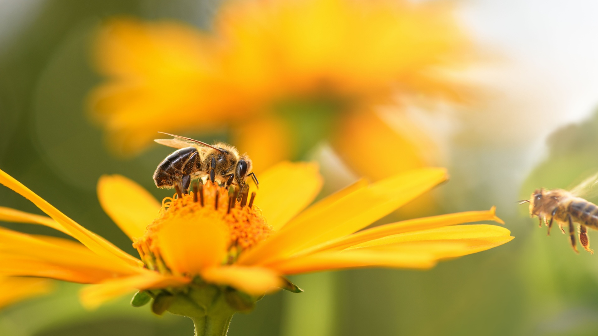 bee feeding on a yellow flower