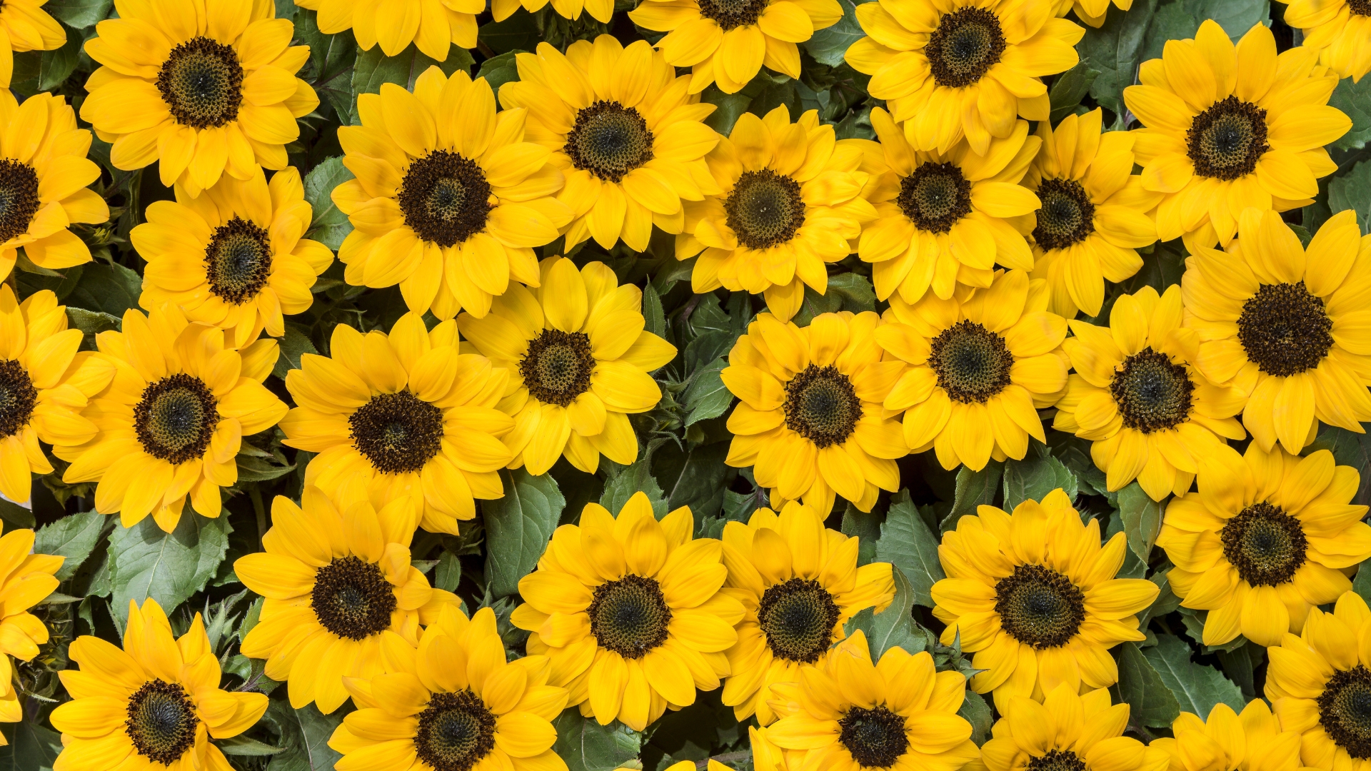 sunflowers