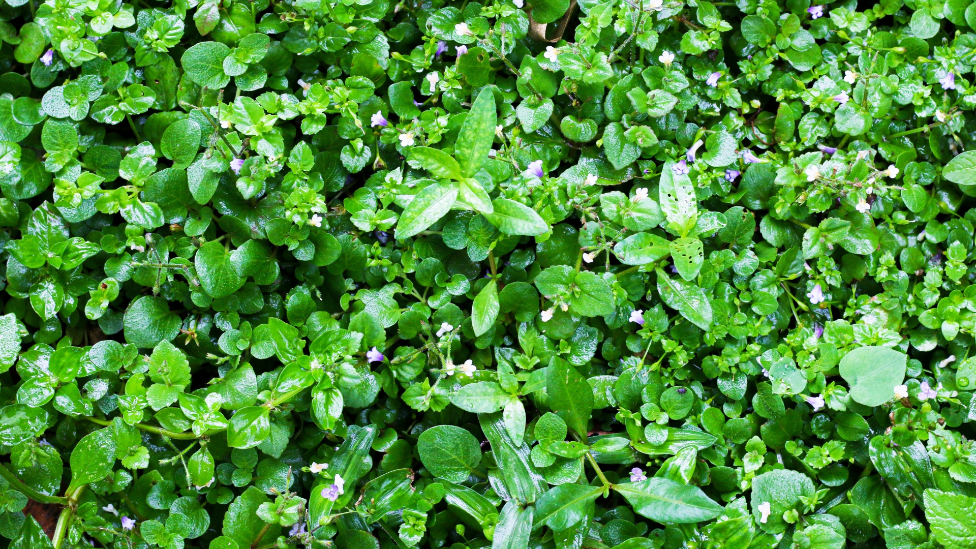 18 Grass Alternatives That Look Better Than A Regular Lawn (Plus More Tips For Easier Care)