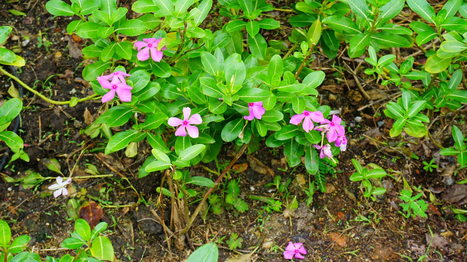 Periwinkle
