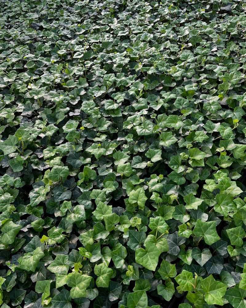 English Ivy