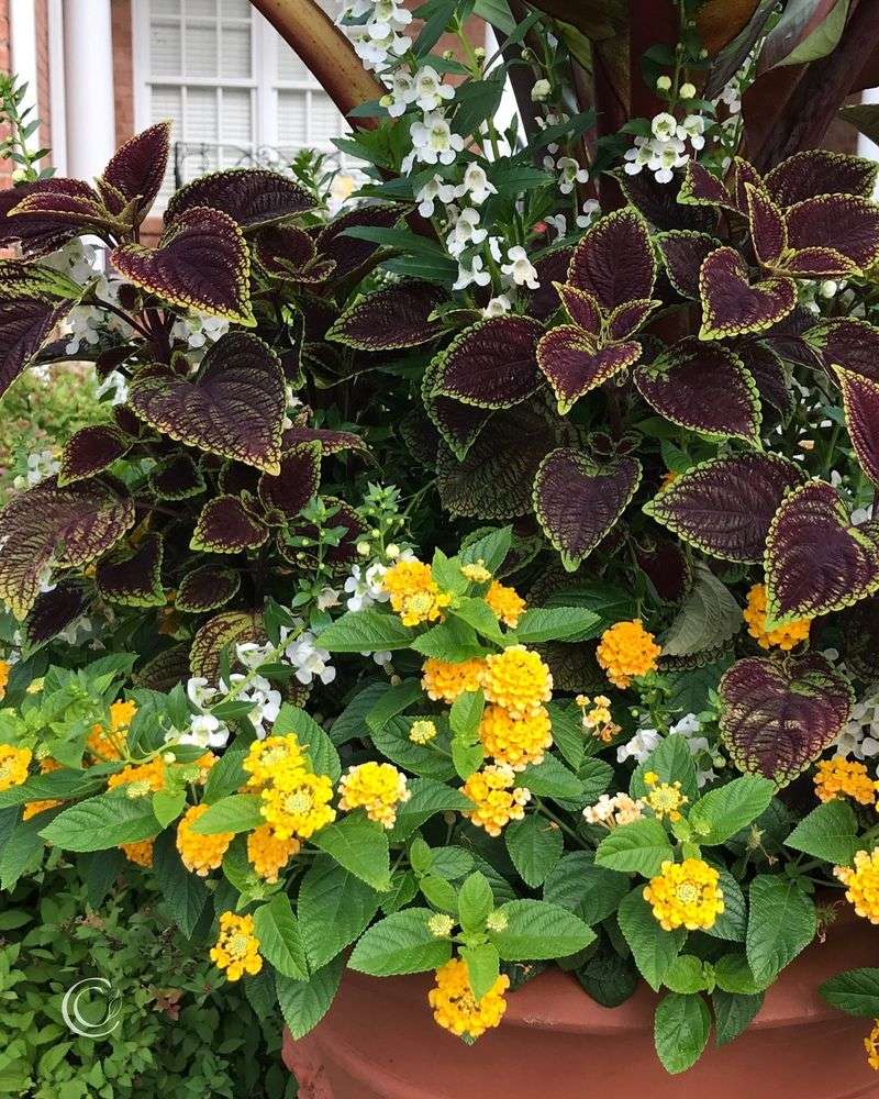 Lantana and Sweet Potato Vine
