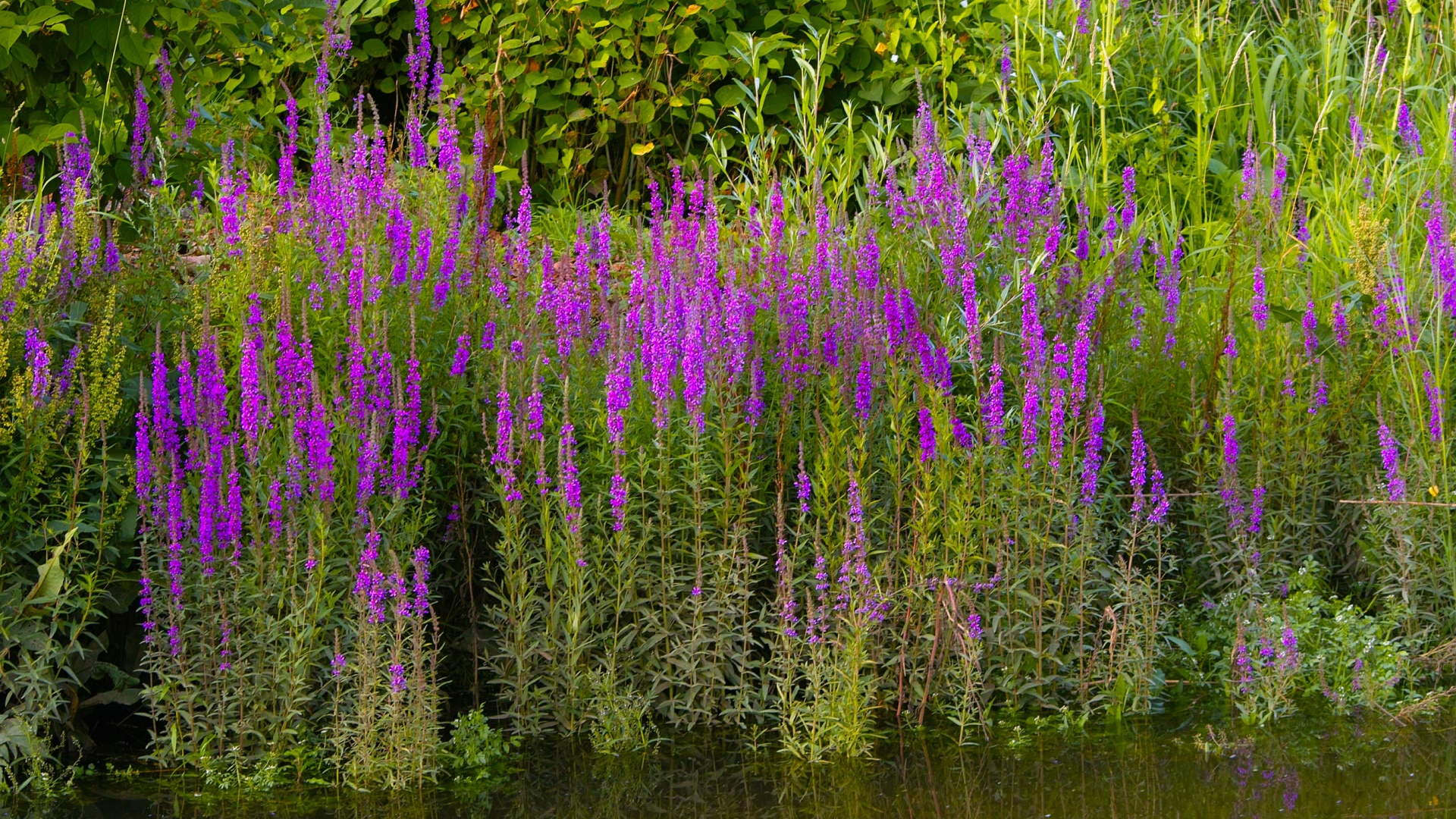 18 Invasive Plant Species Taking Over America (And How To Protect Your Yard)