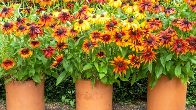 potted coneflowers
