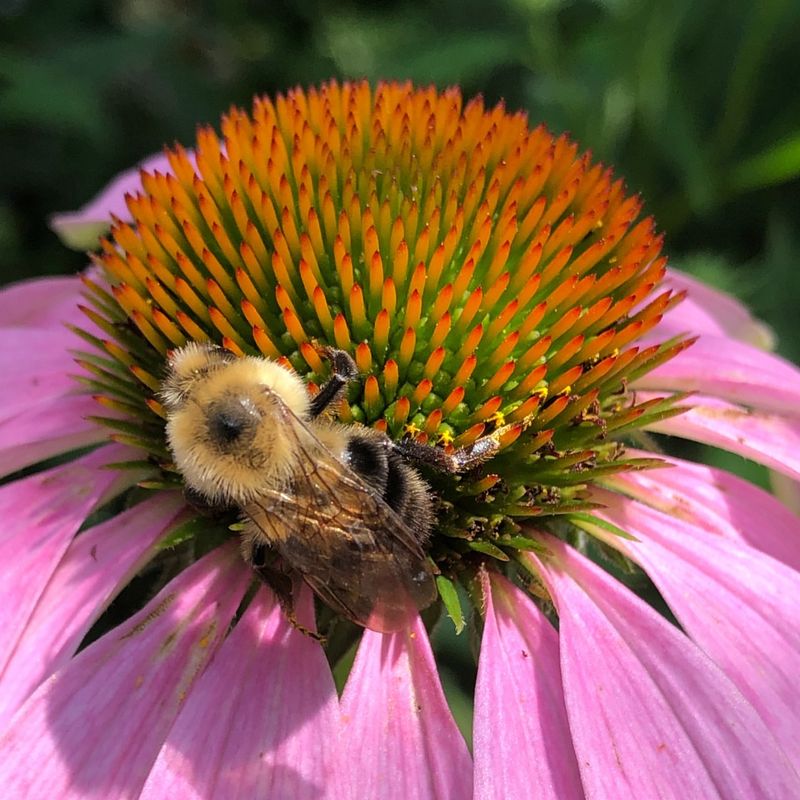 Bee Magnets That Boost Your Garden