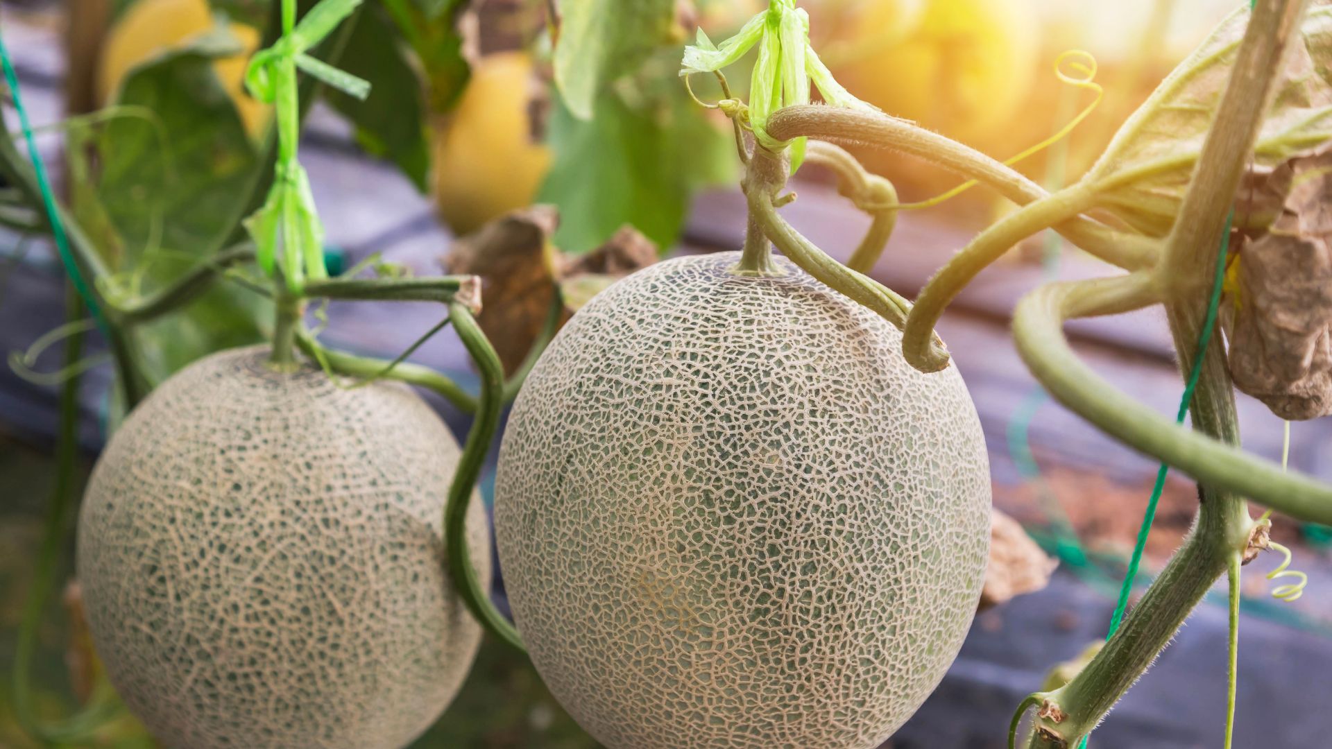 melons