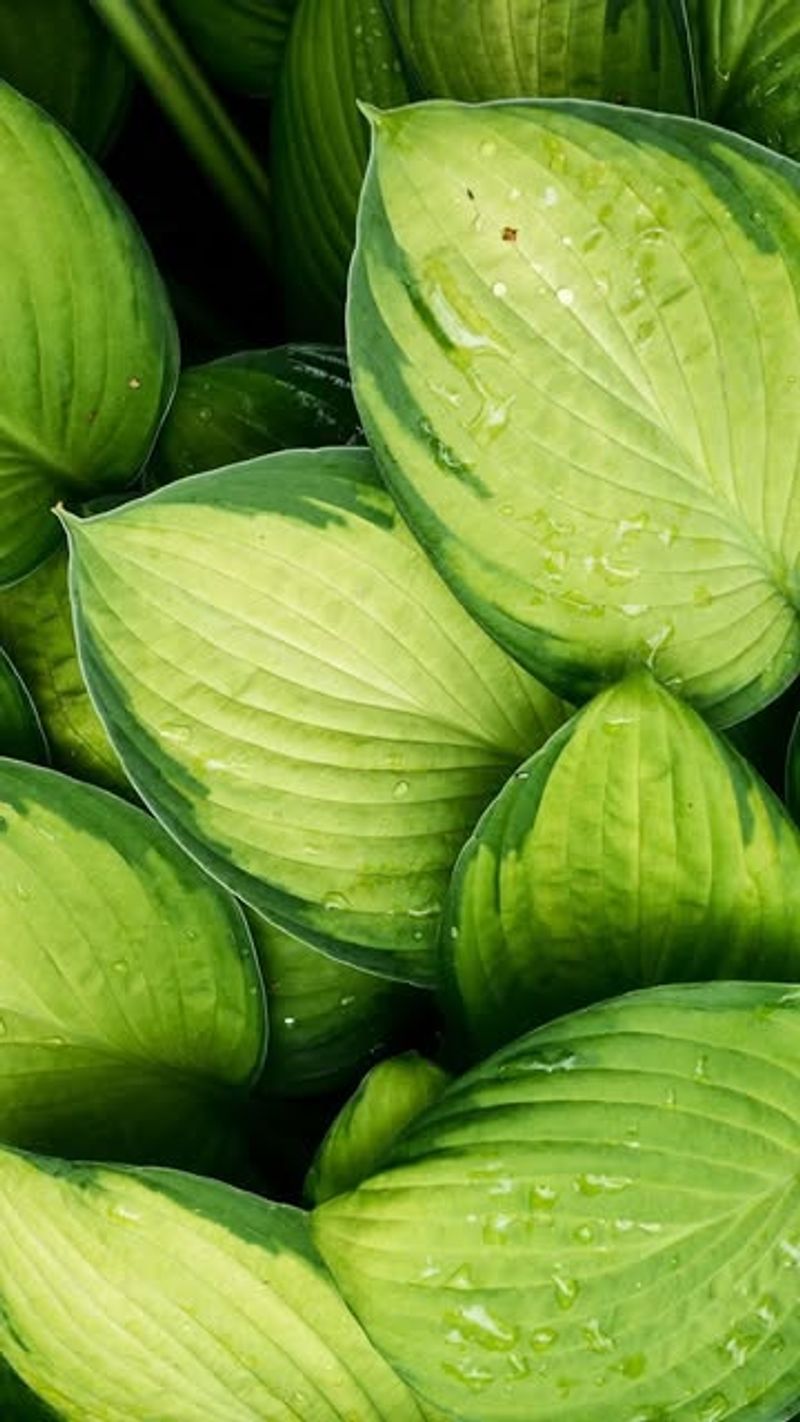 Hostas: The Shade Garden Champions