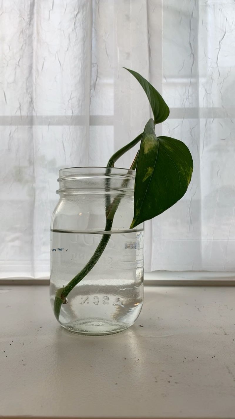 Pothos