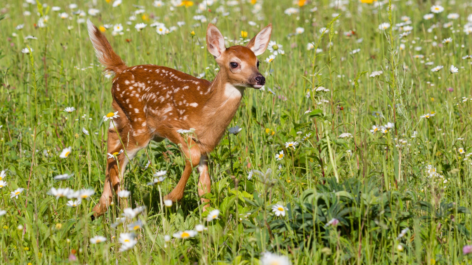 18 Plants That Naturally Keep Deer Away From Your Garden