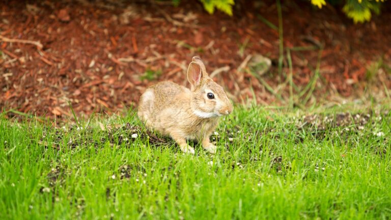 rabbit in yard
