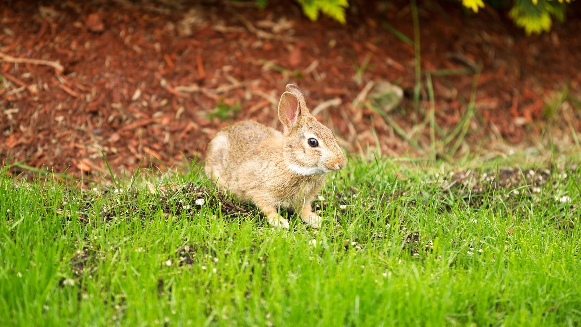 rabbit in yard