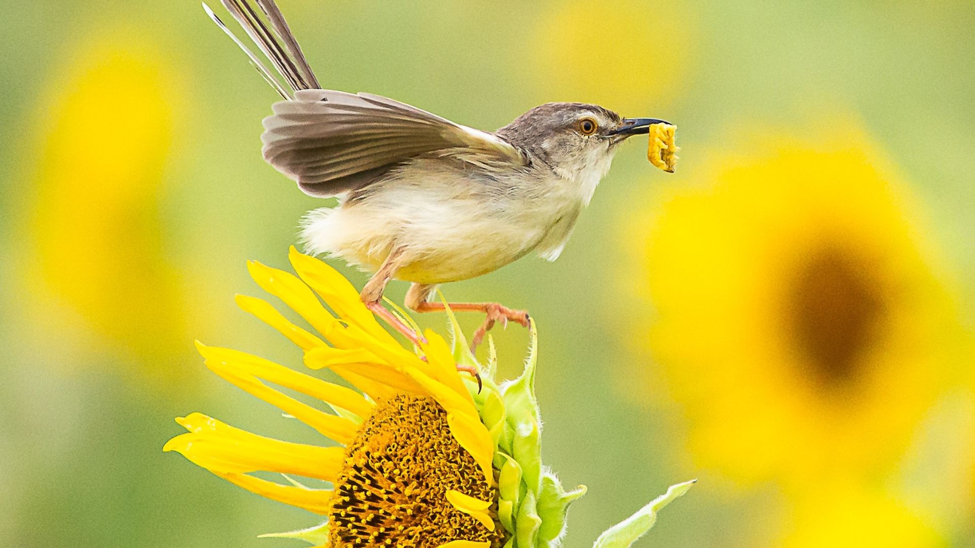 18 Plants That Will Attract More Birds To Your Yard (And Keep Them Coming Back)