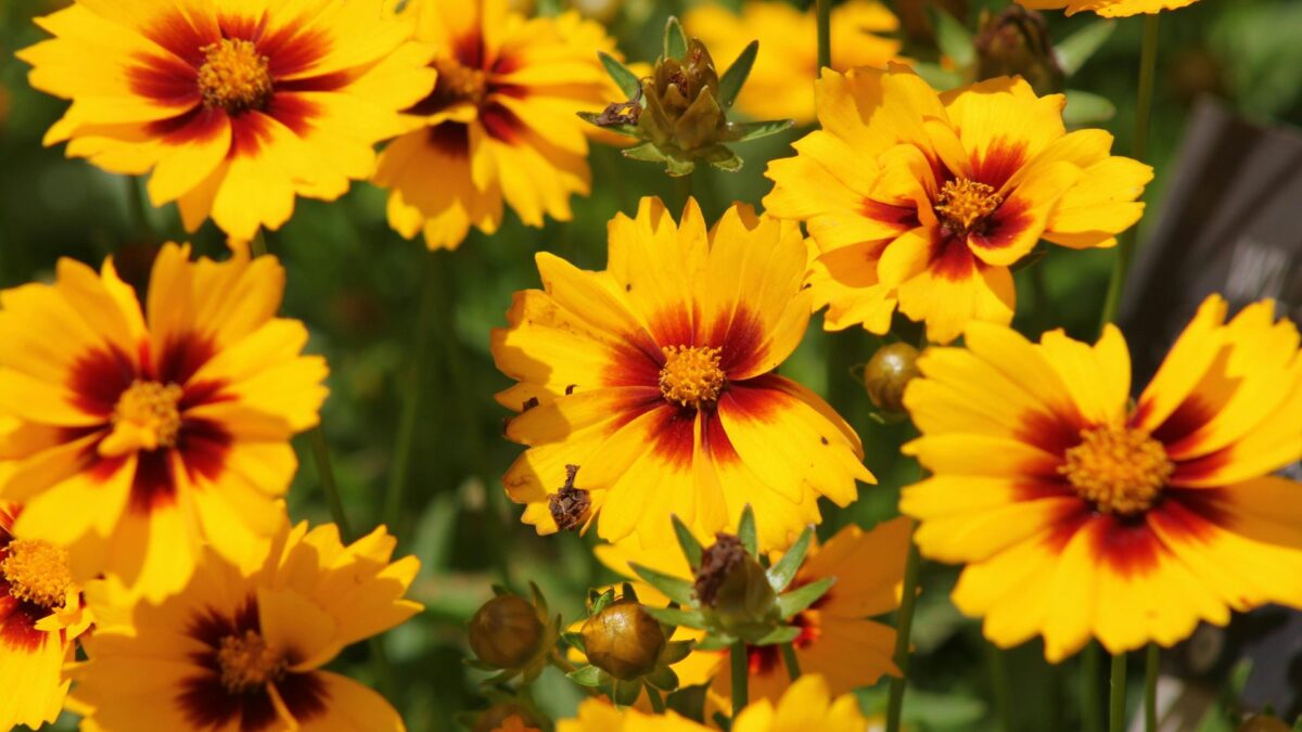 18 Plants To Sow Now For A Blooming July Garden Next Year