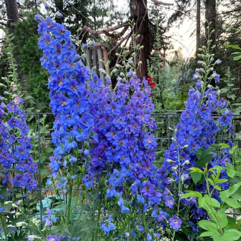Delphinium