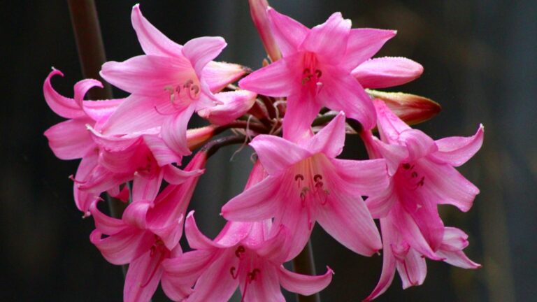naked ladies flower