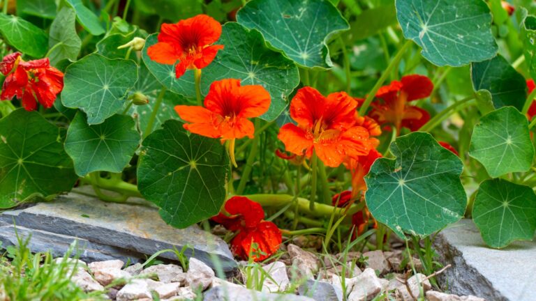 nasturtium plant
