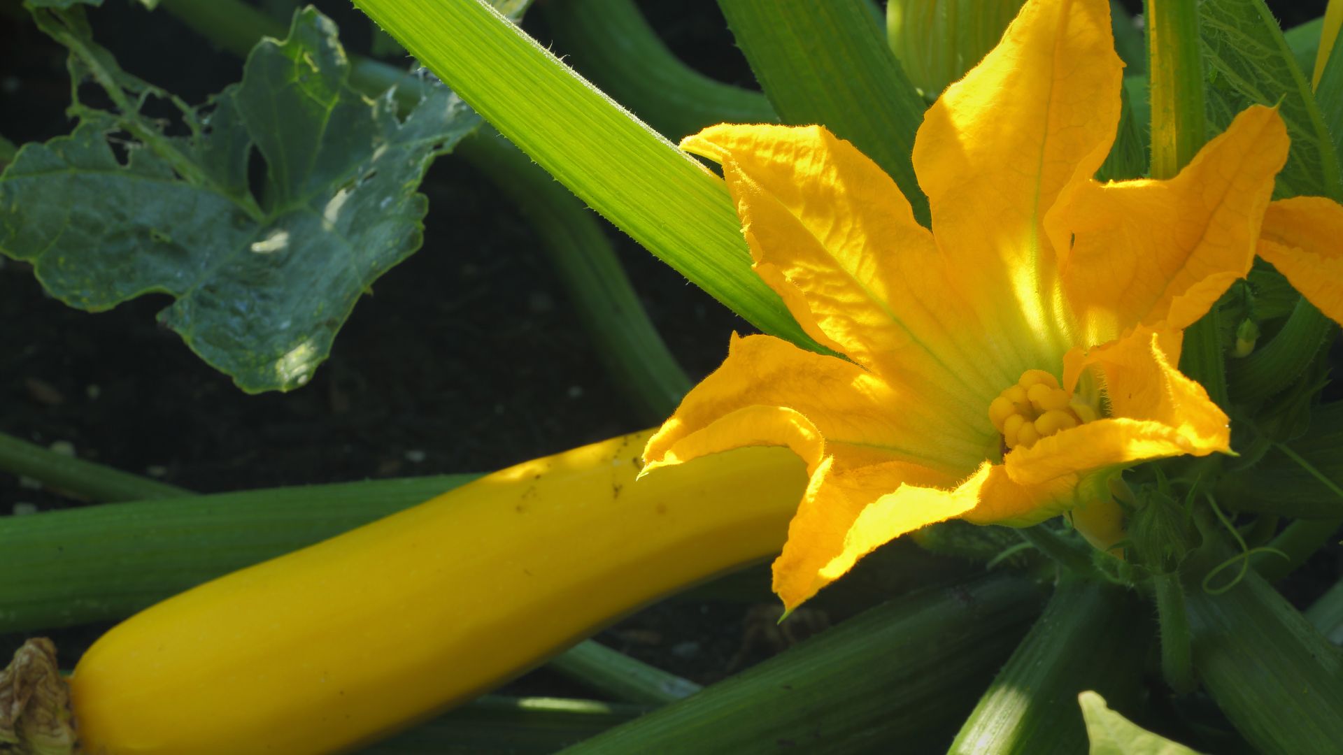 squash plant