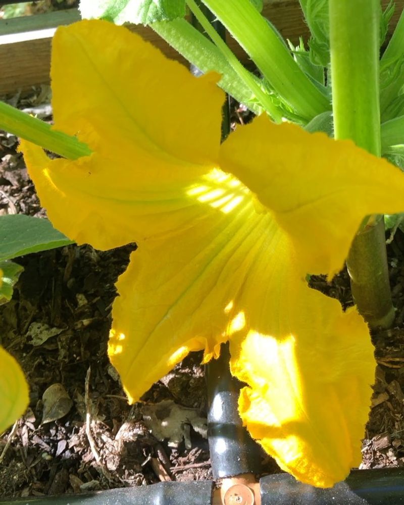 Remove The First Male Flowers