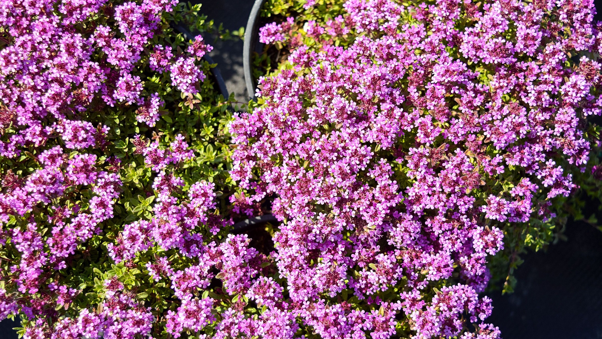 18 Purple Ground Covers That’ll Instantly Brighten Up Your Yard