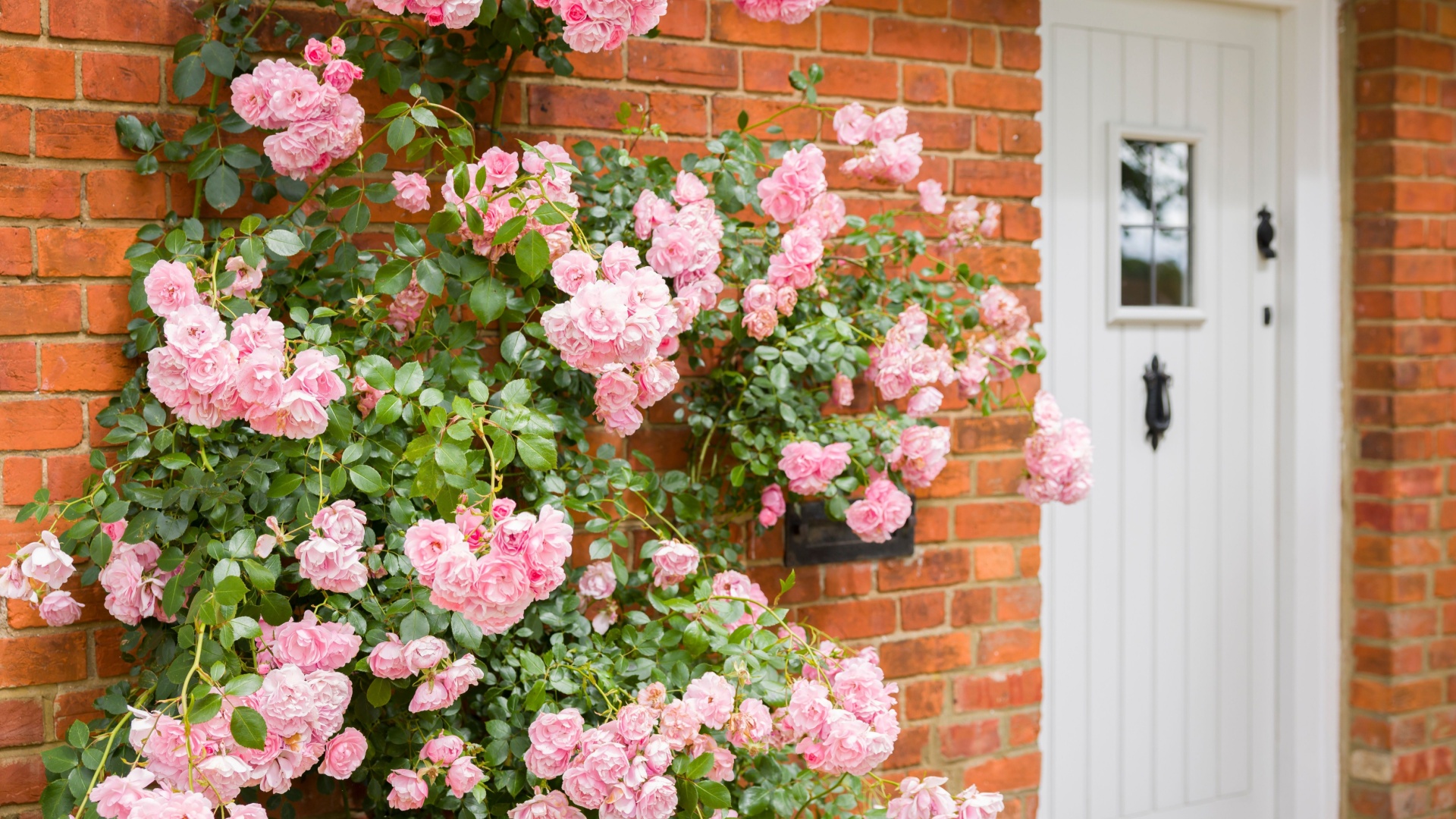 18 Reasons Roses Belong By Your Doorway (And Exactly How To Plant Them)