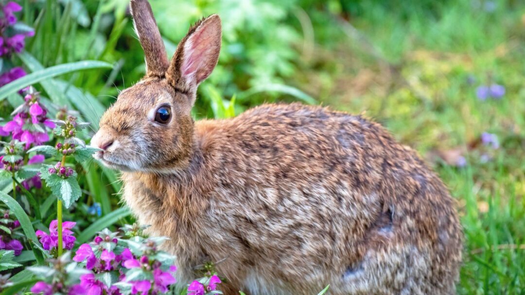 18 Reasons Why You Should Think Twice Before Evicting Rabbits From Your ...