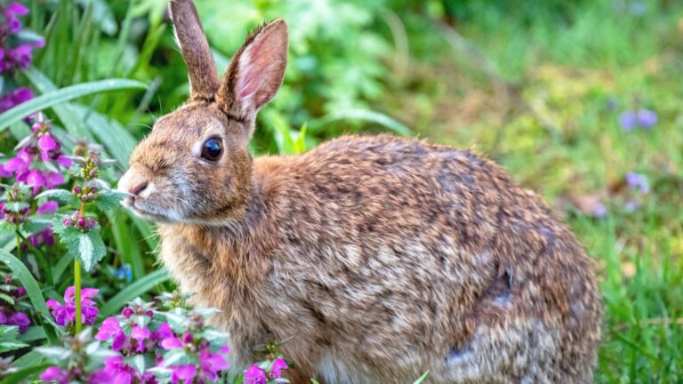 rabbit in a backyard