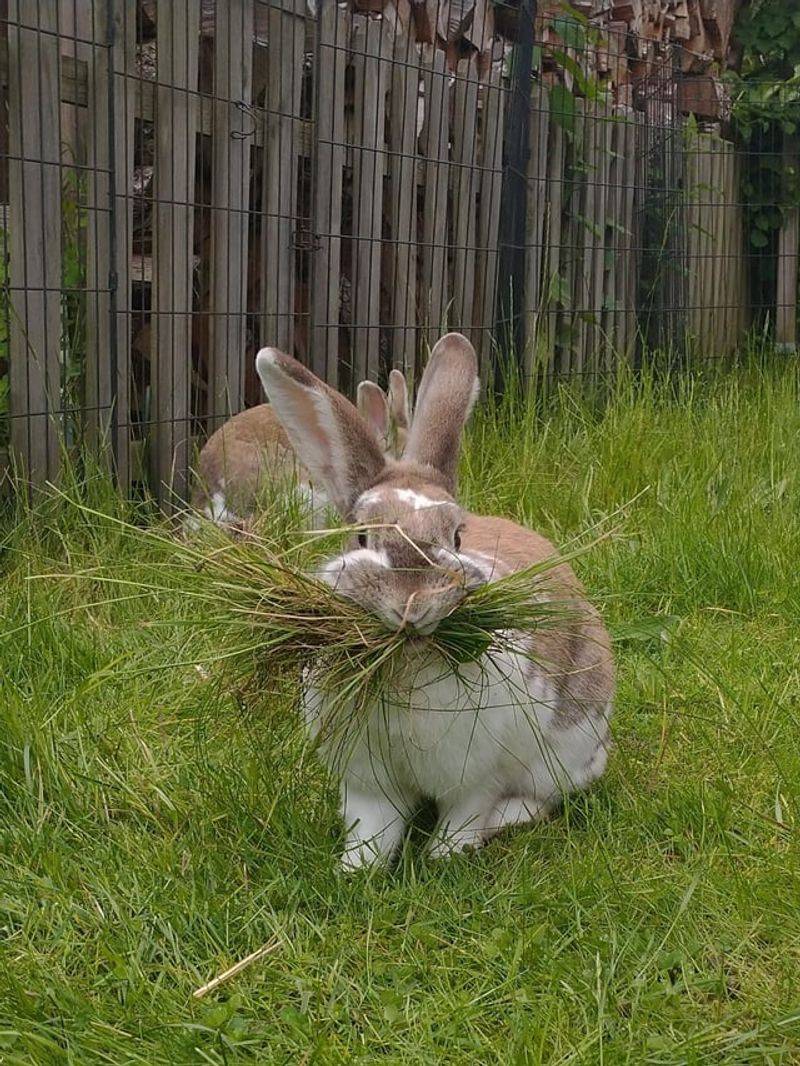 Natural Lawn Mowers