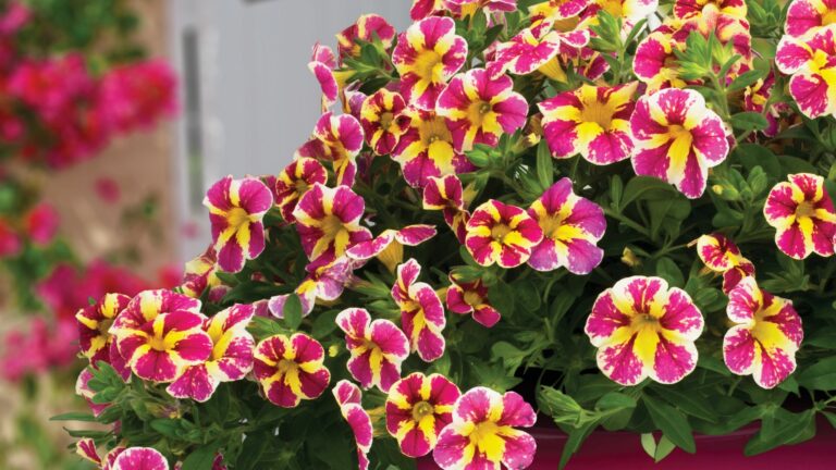 calibrachoa